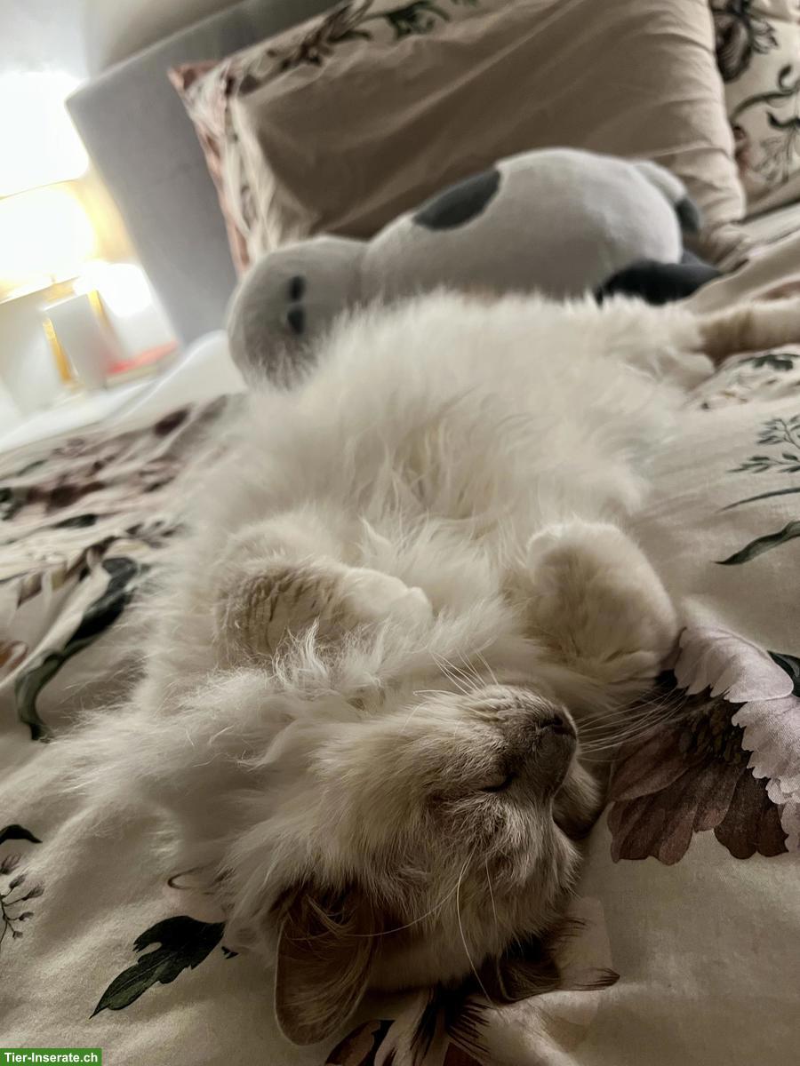 Bild 8: Liebevolle Heilige Birma Seniorenkatze abzugeben