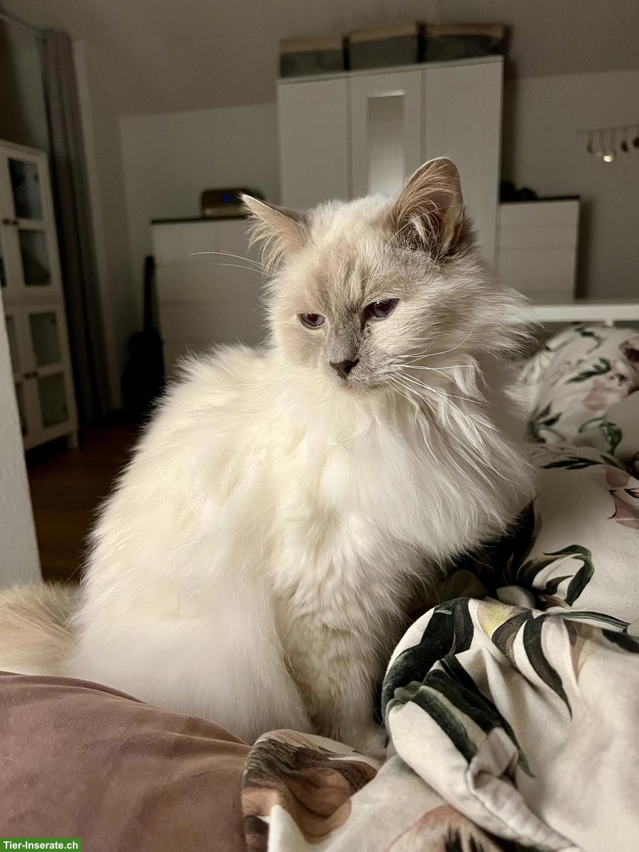 Bild 9: Liebevolle Heilige Birma Seniorenkatze abzugeben