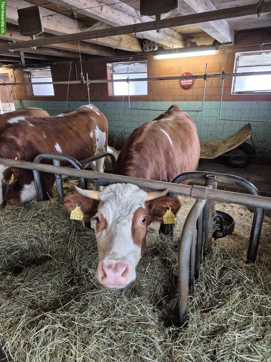 Hinterwälder x SF Kuh für Berggebiet