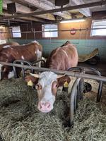 Hinterwälder x SF Kuh für Berggebiet