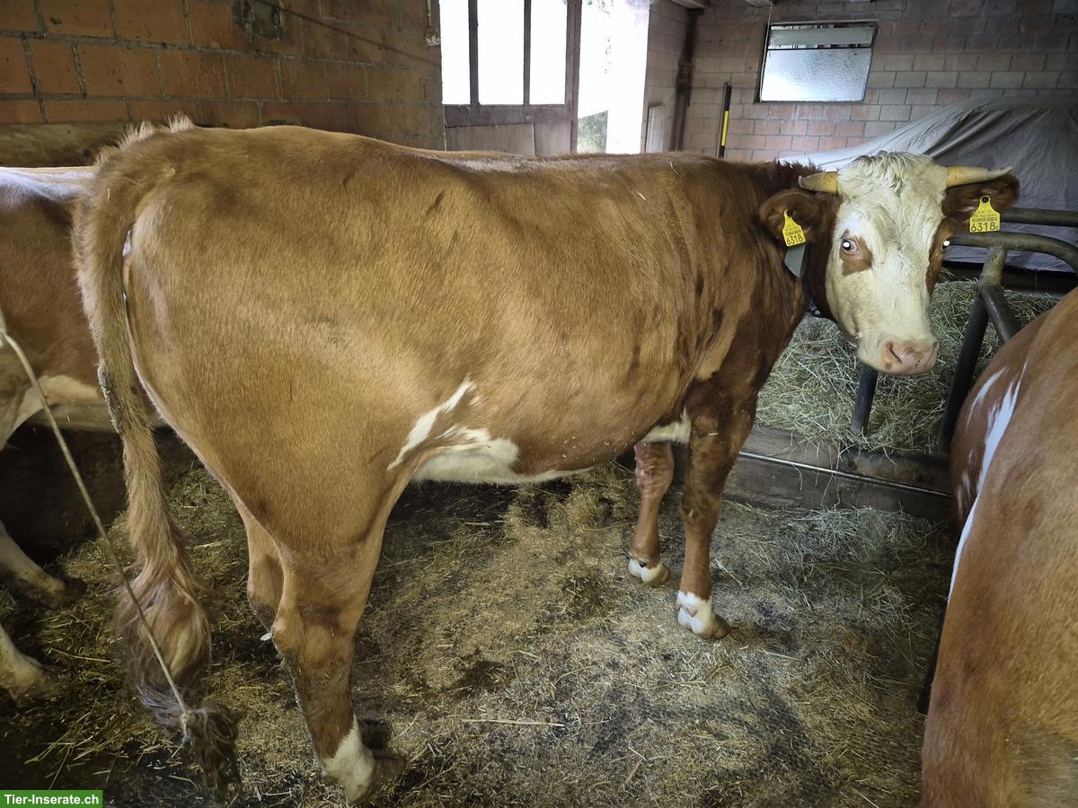 Bild 2: Hinterwälder x SF Kuh für Berggebiet