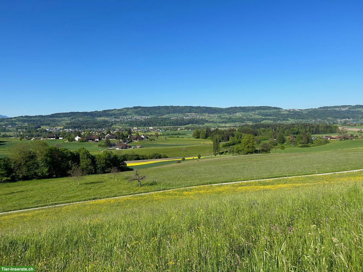 Grosse Pferdeboxe mit Auslauf frei im Zürcher Oberland