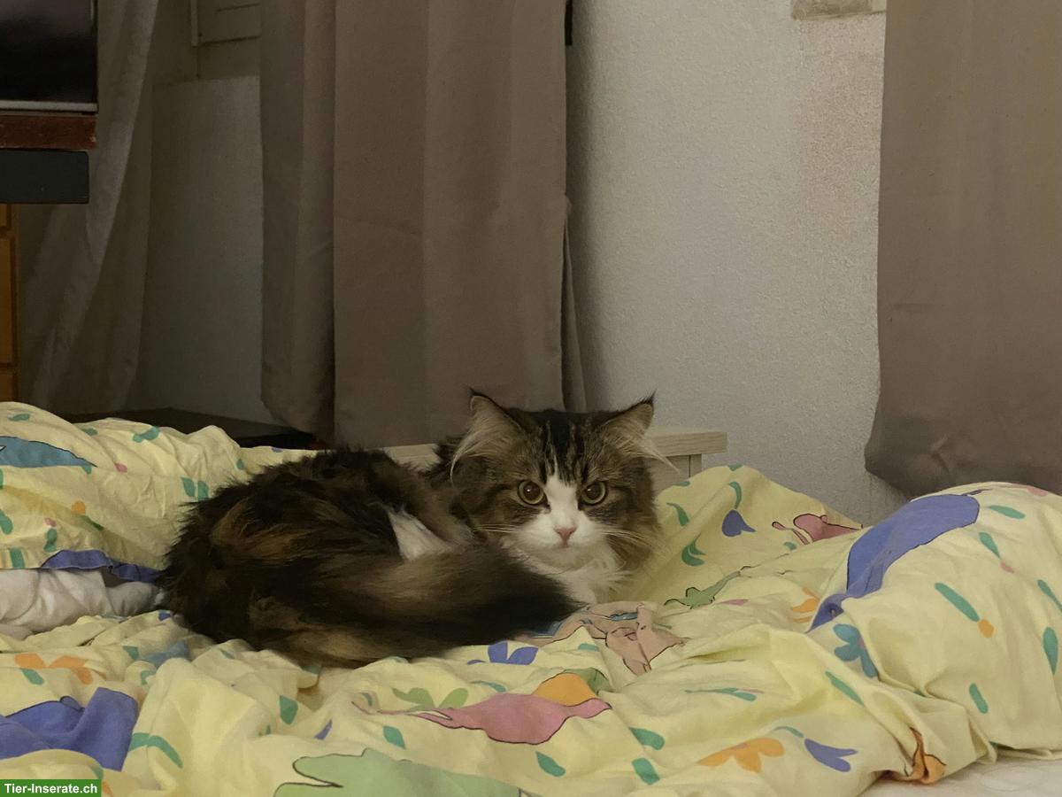 Weibliche Perser Katze, 2-jährig zu verkaufen