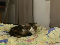 Weibliche Perser Katze, 2-jährig zu verkaufen