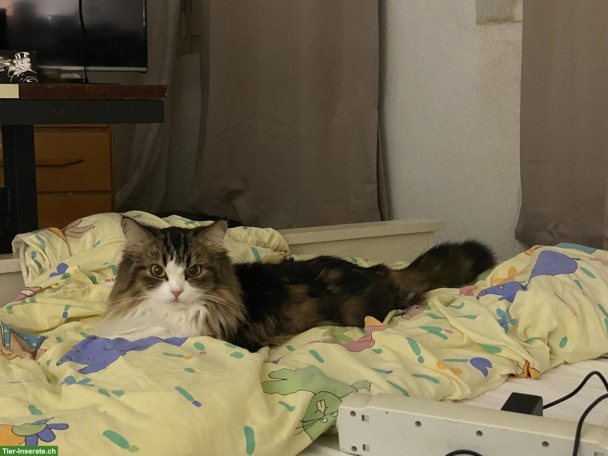 Bild 2: Weibliche Perser Katze, 2-jährig zu verkaufen