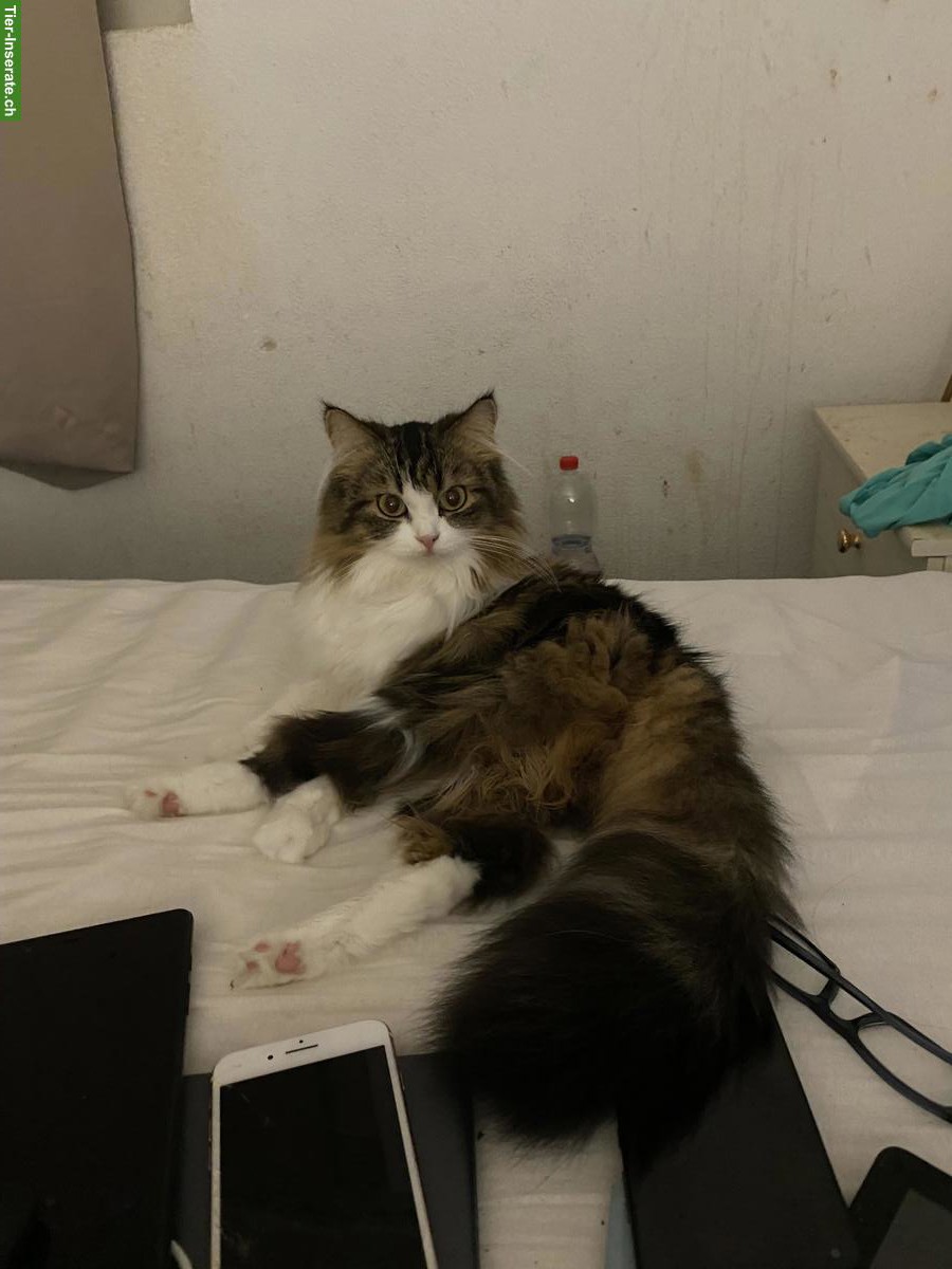 Bild 4: Weibliche Perser Katze, 2-jährig zu verkaufen