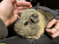 Liebes Meerschweinchen, männlich, kastriert