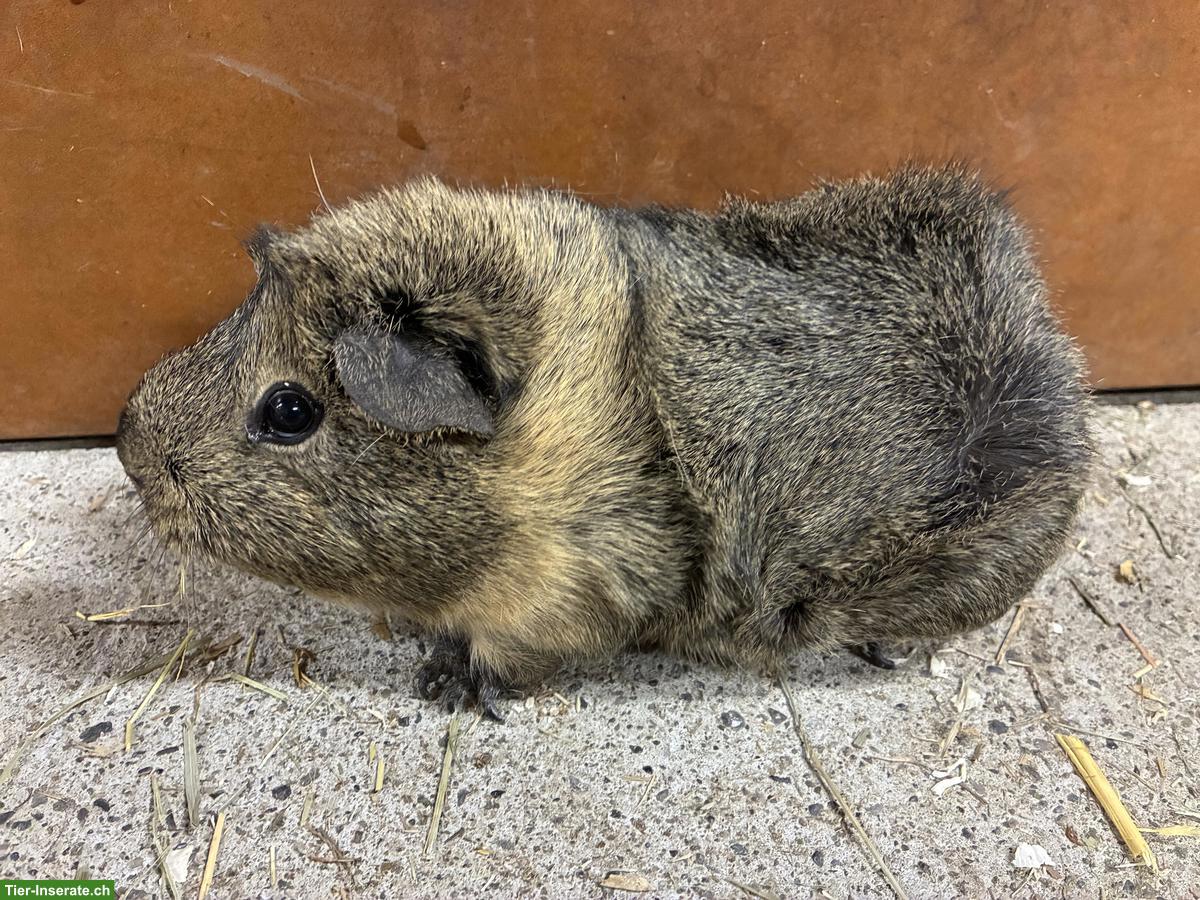 Bild 2: Liebes Meerschweinchen, männlich, kastriert