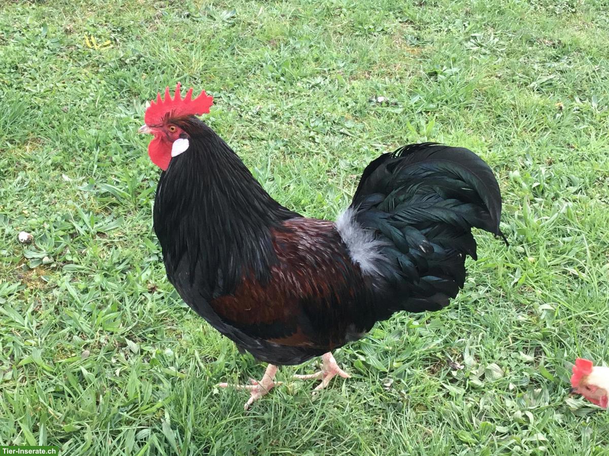 Schöner Hahn / Güggel abzugeben