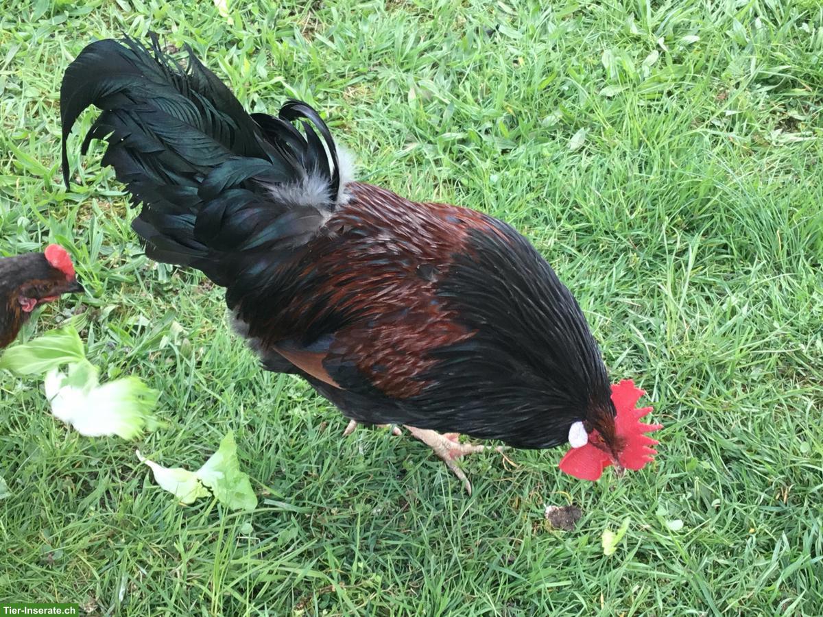 Bild 2: Schöner Hahn / Güggel abzugeben