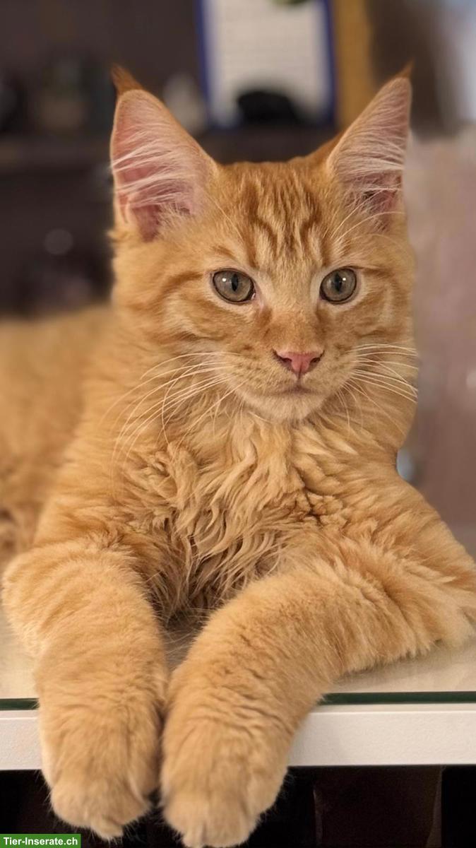 Maine Coon Kater Simba sucht ein liebevolles Zuhause