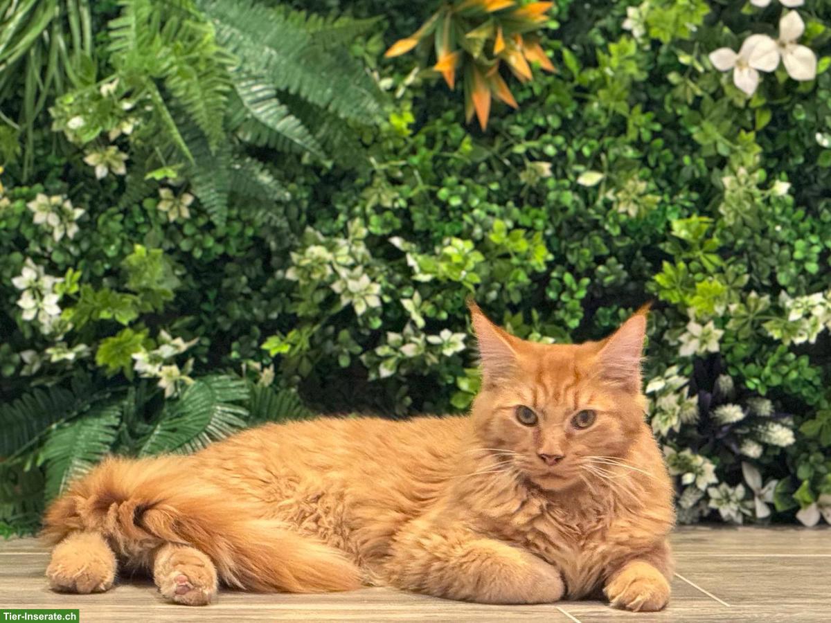 Bild 2: Maine Coon Kater Simba sucht ein liebevolles Zuhause