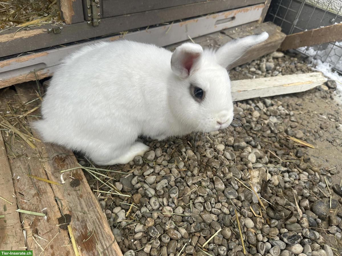 2 weibliche Zwergkaninchen zu verkaufen