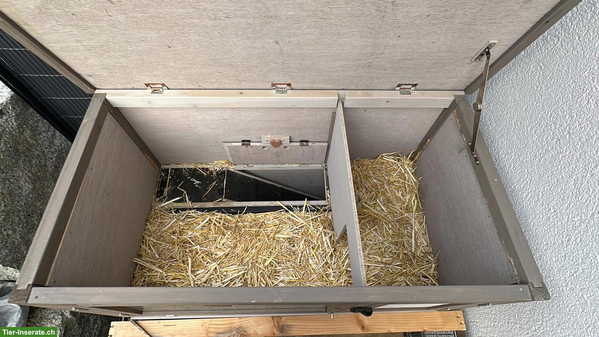 Bild 2: 2 weibliche Zwergkaninchen zu verkaufen