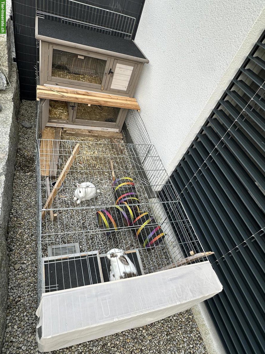 Bild 3: 2 weibliche Zwergkaninchen zu verkaufen