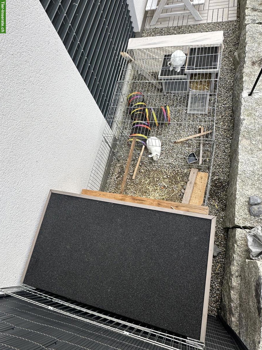 Bild 4: 2 weibliche Zwergkaninchen zu verkaufen