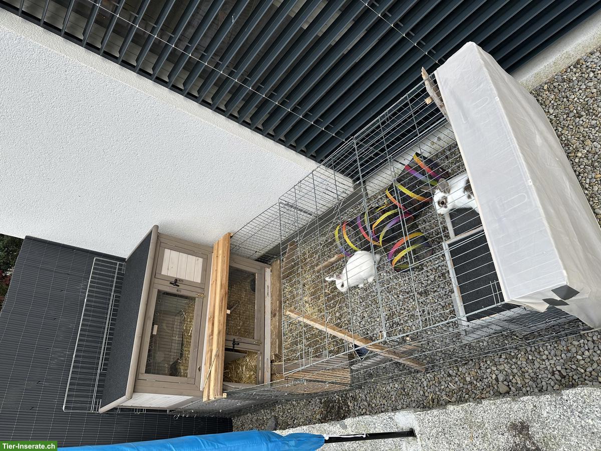 Bild 5: 2 weibliche Zwergkaninchen zu verkaufen