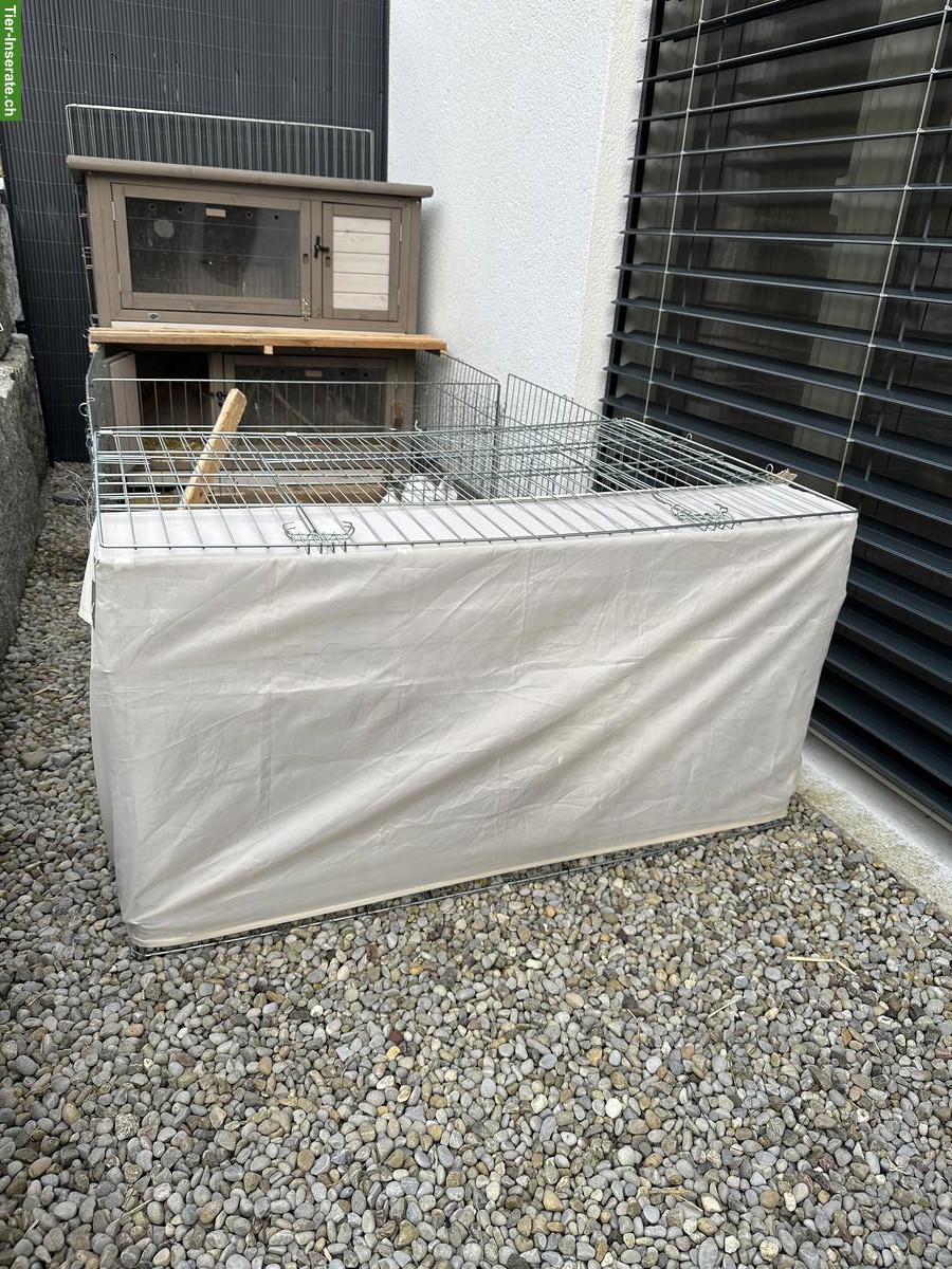 Bild 6: 2 weibliche Zwergkaninchen zu verkaufen