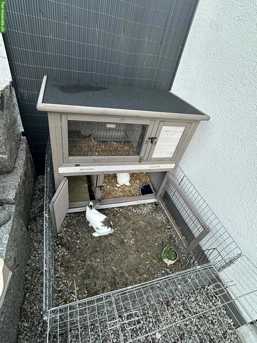 Bild 7: 2 weibliche Zwergkaninchen zu verkaufen
