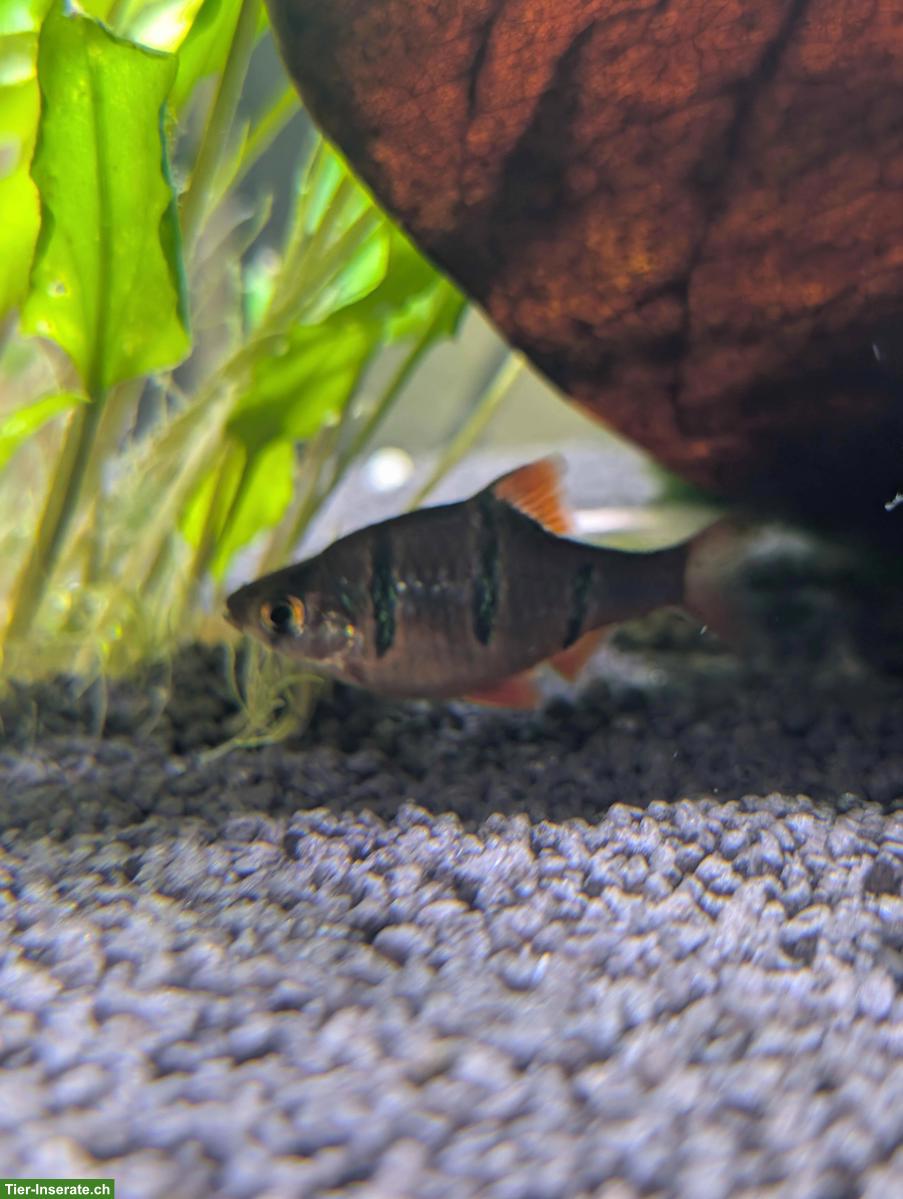 9 Fünfgürtelbarben gratis abzugeben in Eschenz TG