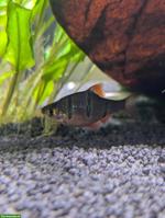 9 Fünfgürtelbarben gratis abzugeben in Eschenz TG