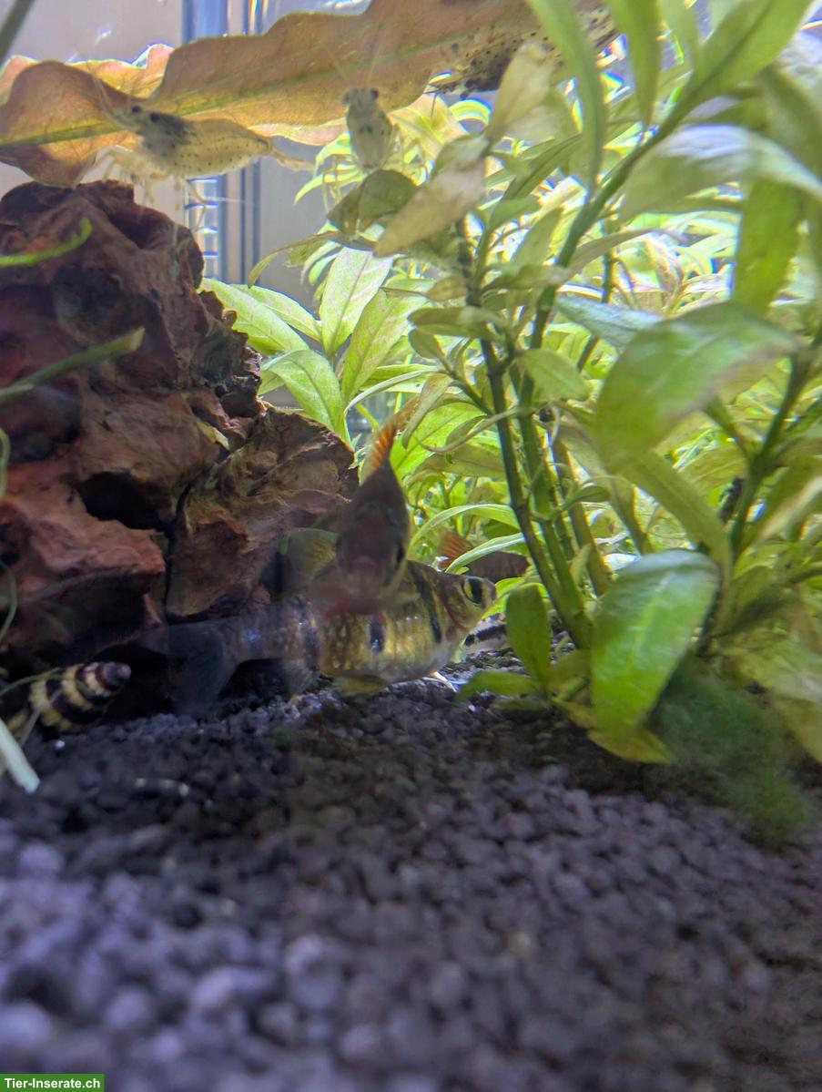 Bild 2: 9 Fünfgürtelbarben gratis abzugeben in Eschenz TG