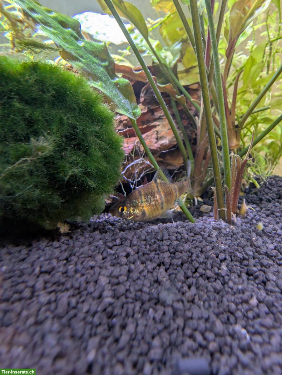 Bild 3: 9 Fünfgürtelbarben gratis abzugeben in Eschenz TG