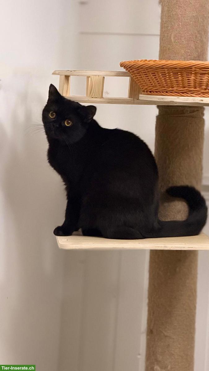 Süsse kleine BKH Katze sucht neues Zuhause