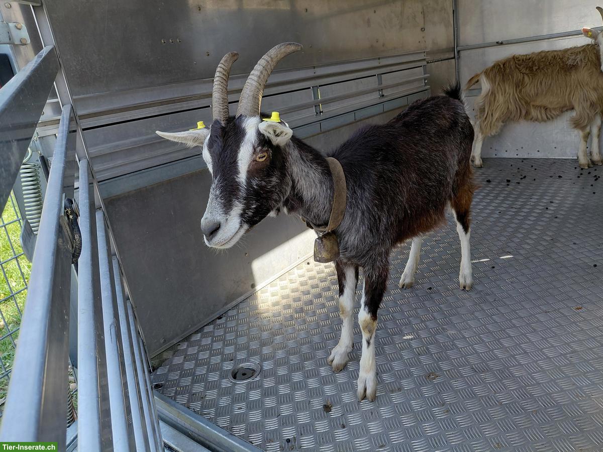 2 Ziegen zu verkaufen