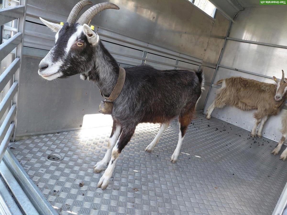 Bild 2: 2 Ziegen zu verkaufen