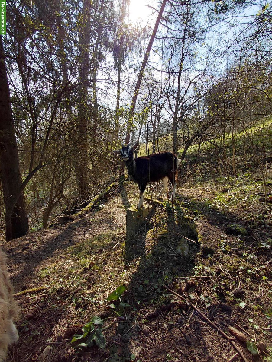 Bild 3: 2 Ziegen zu verkaufen