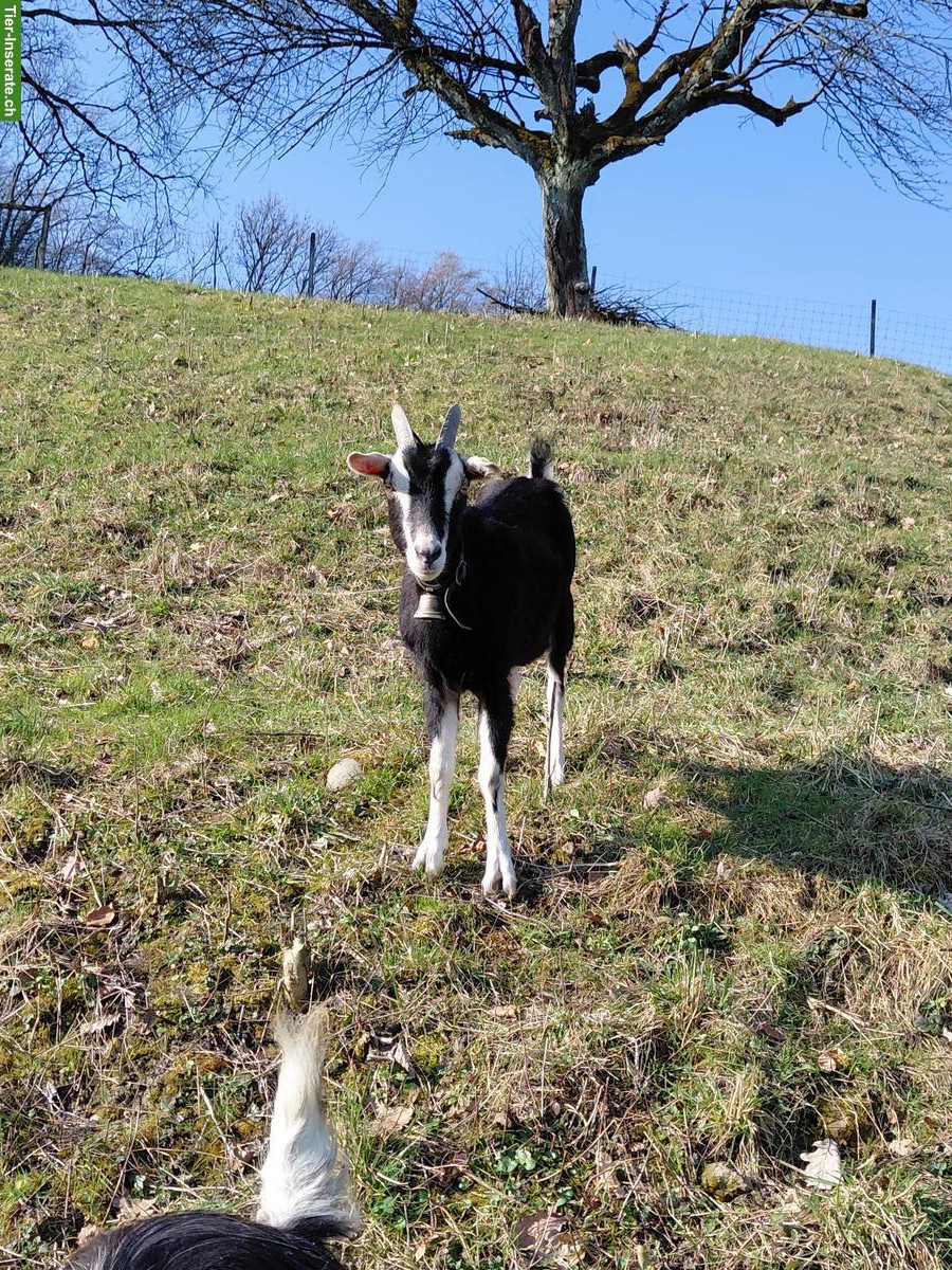 Bild 4: 2 Ziegen zu verkaufen