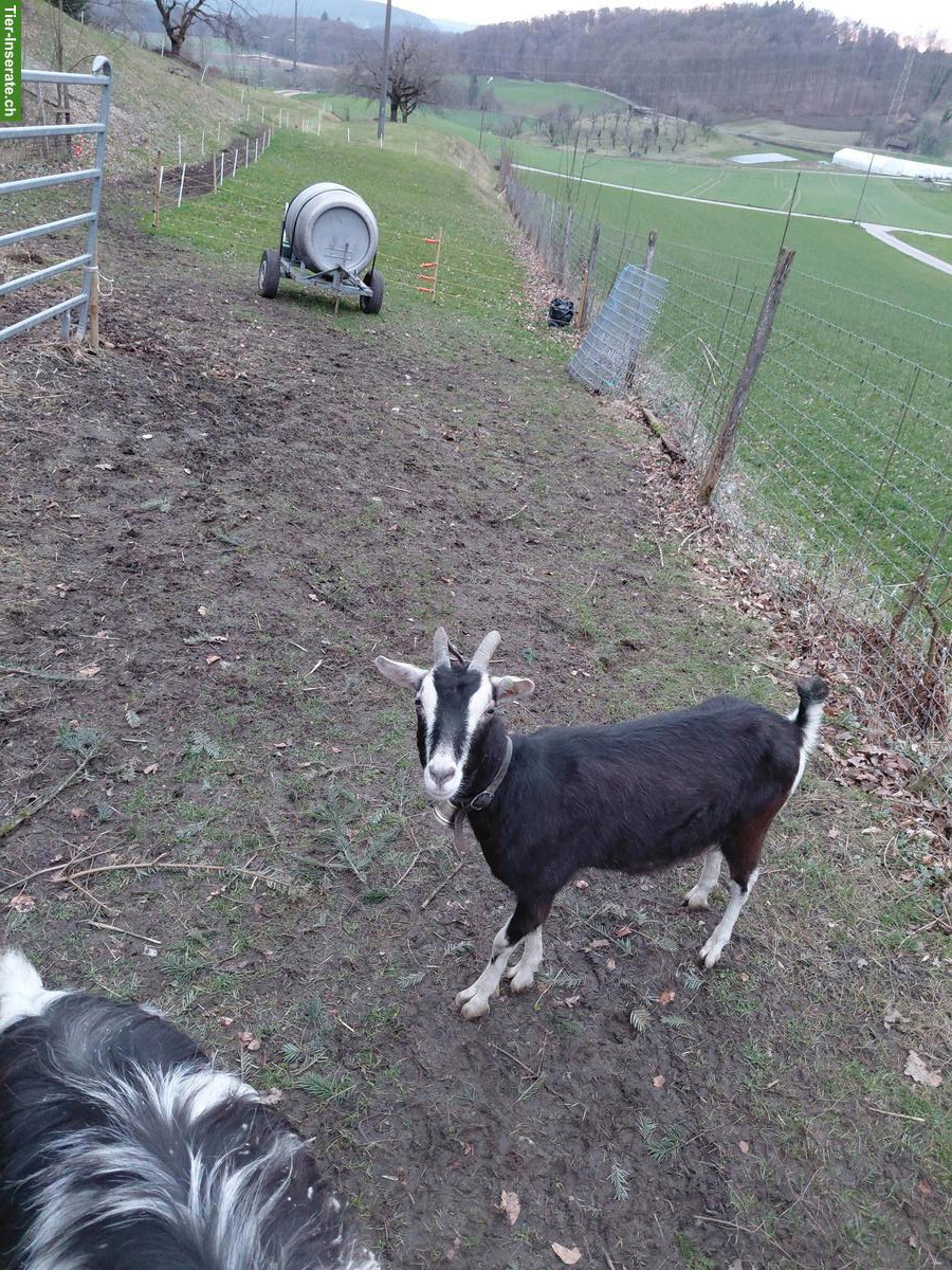 Bild 5: 2 Ziegen zu verkaufen