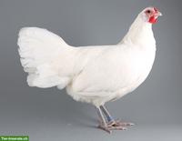 Rheinländer Hennen, weiss, gute Eierleger