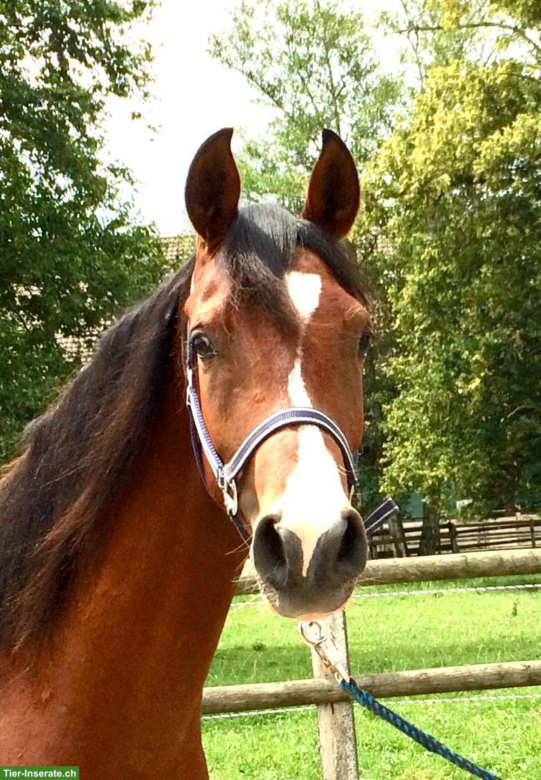 Pb Araber-Wallach zu verkaufen