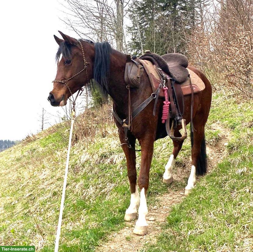 Bild 2: Pb Araber-Wallach zu verkaufen
