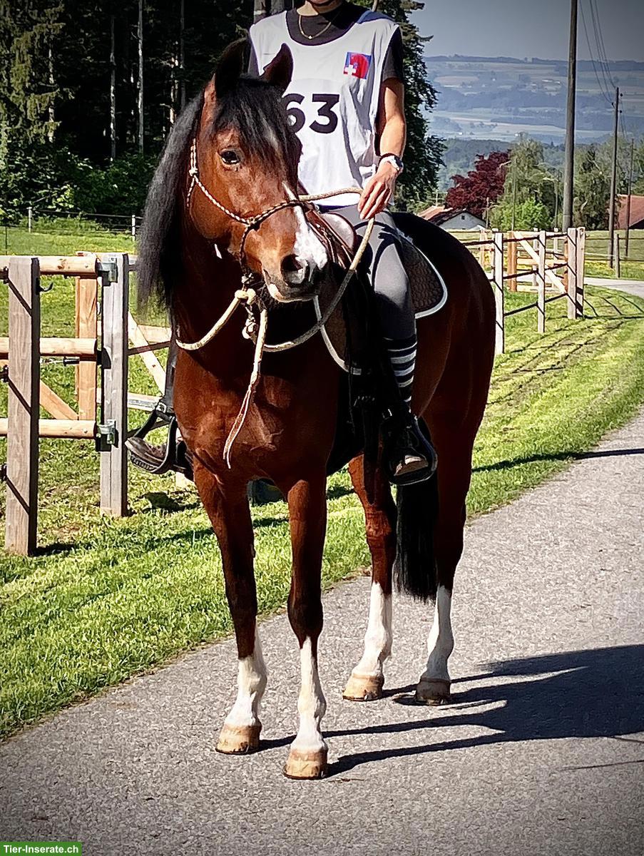 Bild 3: Pb Araber-Wallach zu verkaufen