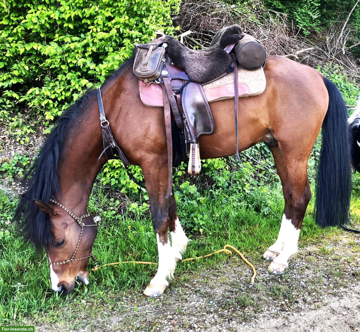 Bild 4: Pb Araber-Wallach zu verkaufen