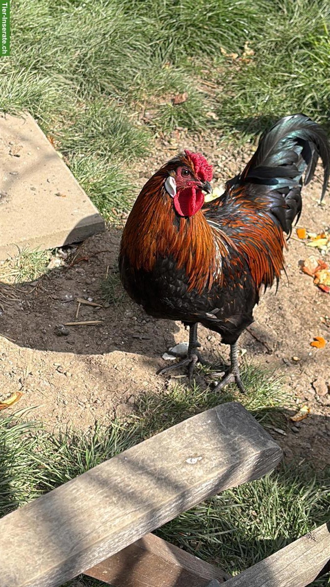 Hahn, Appenzeller Spitzhauben x Barthuhn