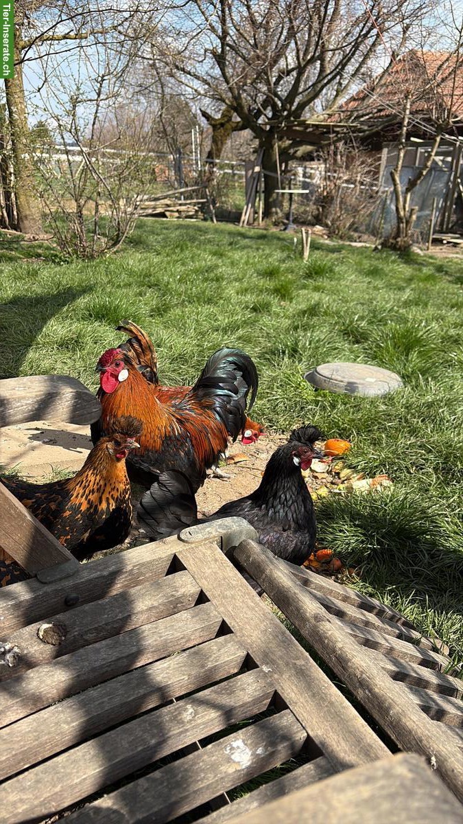 Bild 2: Hahn, Appenzeller Spitzhauben x Barthuhn