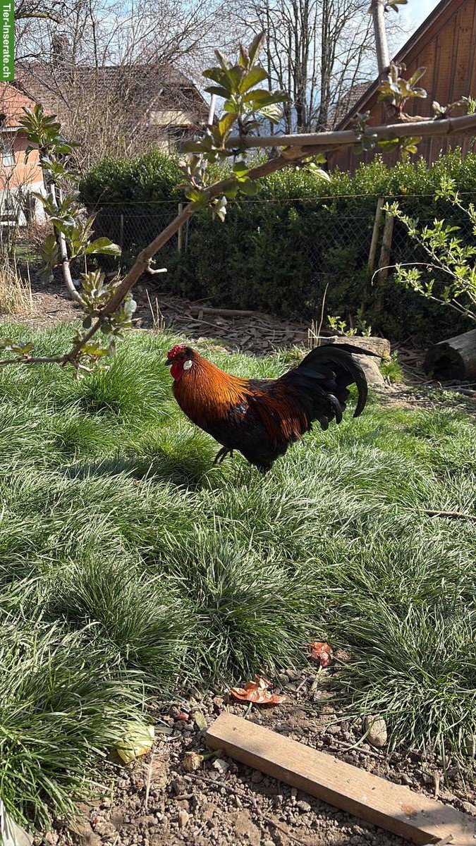 Bild 3: Hahn, Appenzeller Spitzhauben x Barthuhn