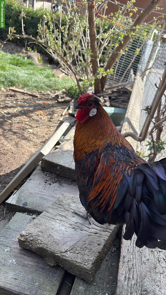 Bild 4: Hahn, Appenzeller Spitzhauben x Barthuhn