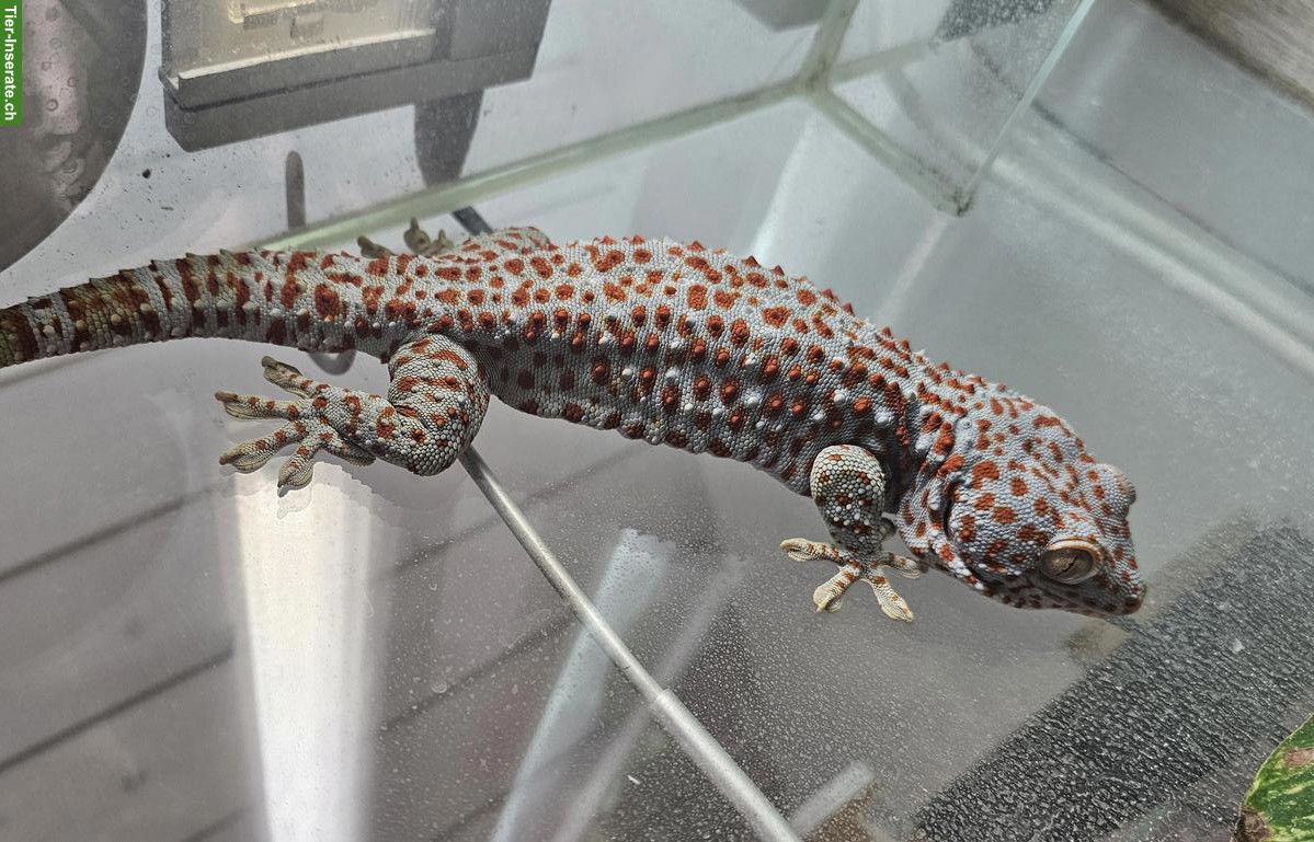 1.0 Tokeh Gekko, Verkauf oder Tausch gegen 1 Weibchen