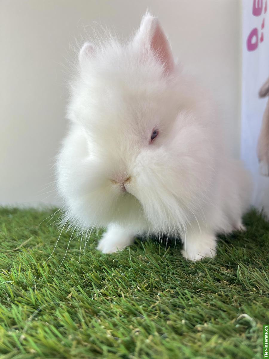 Zwergkaninchen: Löwenkopf, Minilop, Farbenzwerg, Widder