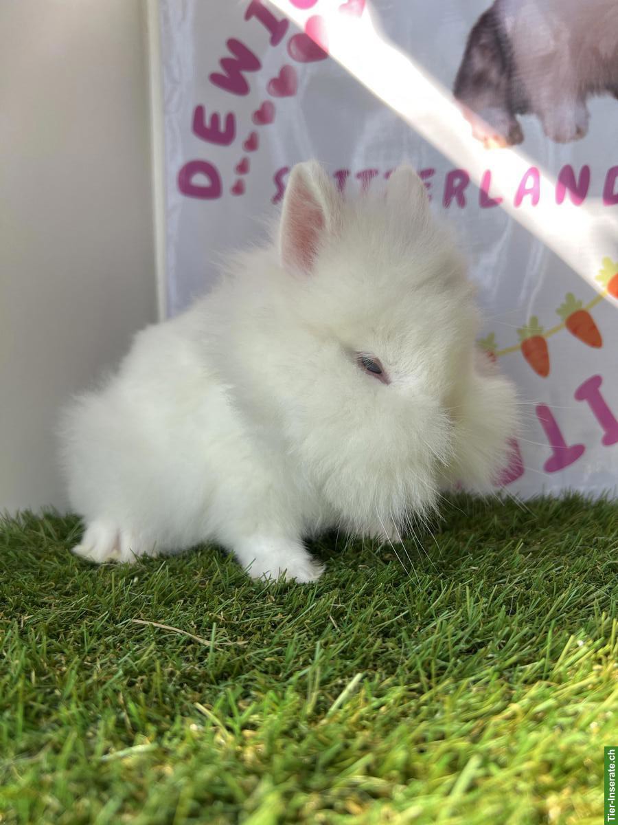 Bild 2: Zwergkaninchen: Löwenkopf, Minilop, Farbenzwerg, Widder