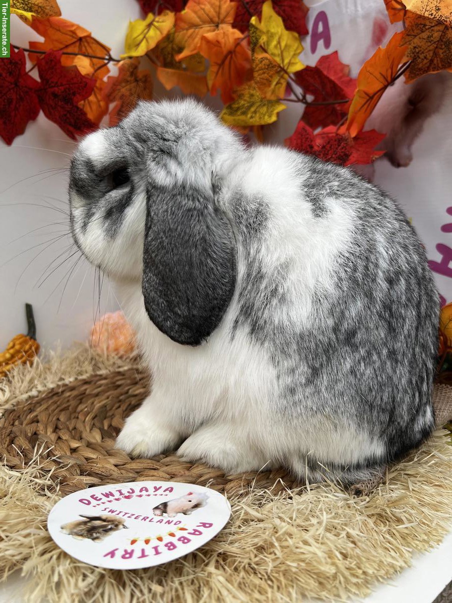 Bild 3: Zwergkaninchen: Löwenkopf, Minilop, Farbenzwerg, Widder