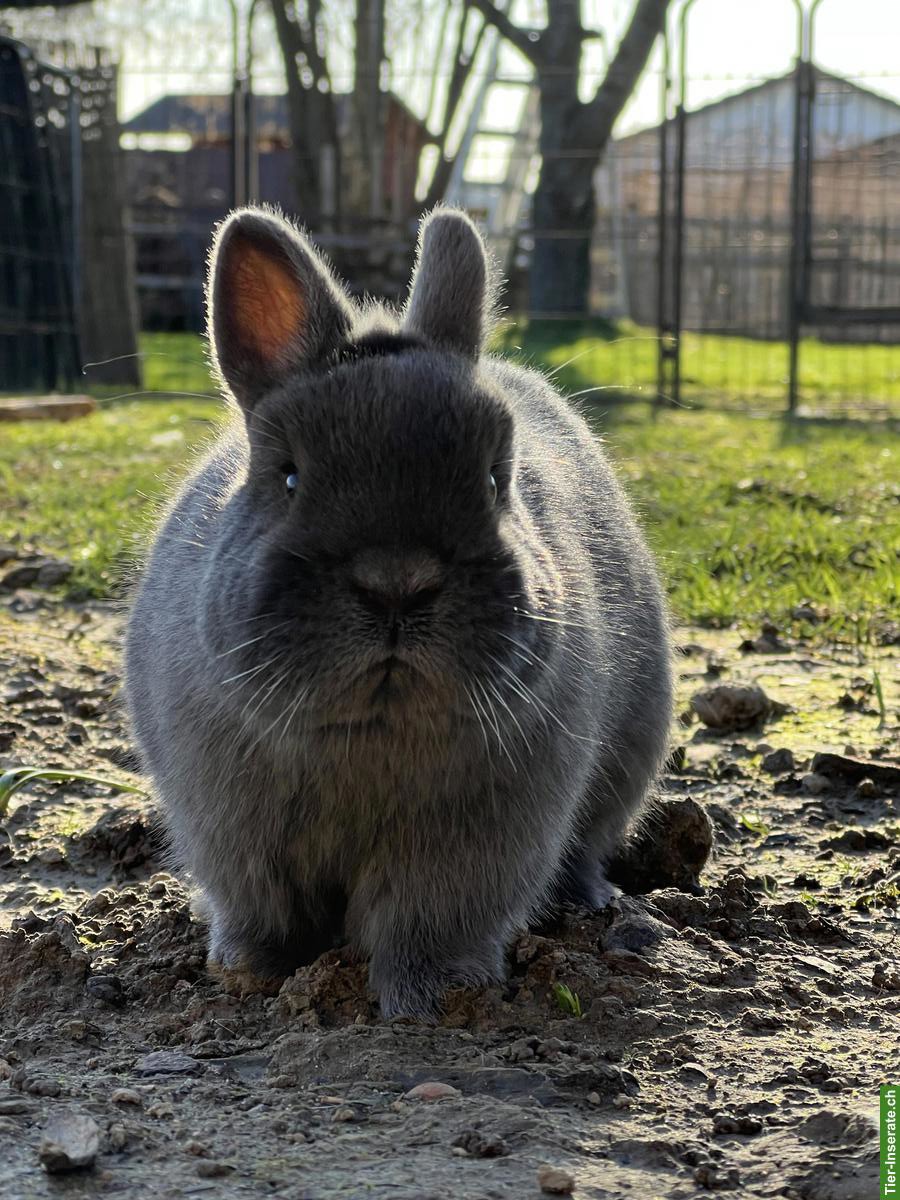 Bild 4: Zwergkaninchen: Löwenkopf, Minilop, Farbenzwerg, Widder