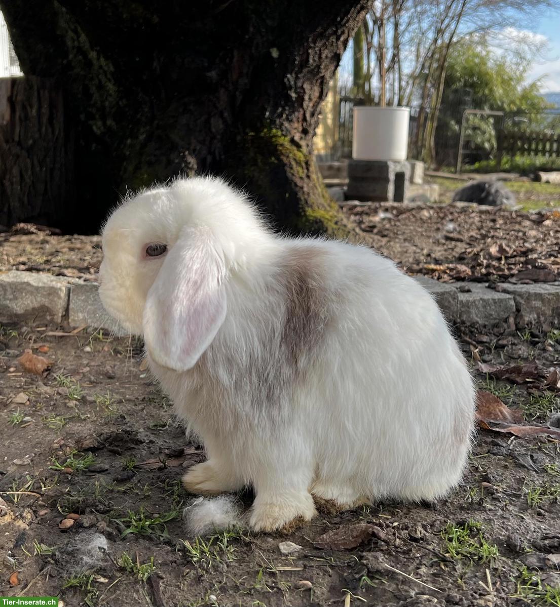 Bild 5: Zwergkaninchen: Löwenkopf, Minilop, Farbenzwerg, Widder