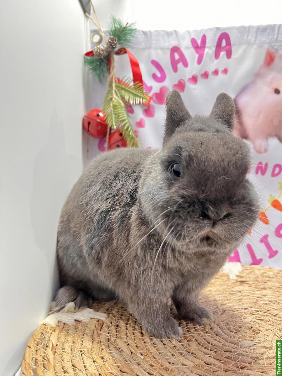 Bild 6: Zwergkaninchen: Löwenkopf, Minilop, Farbenzwerg, Widder