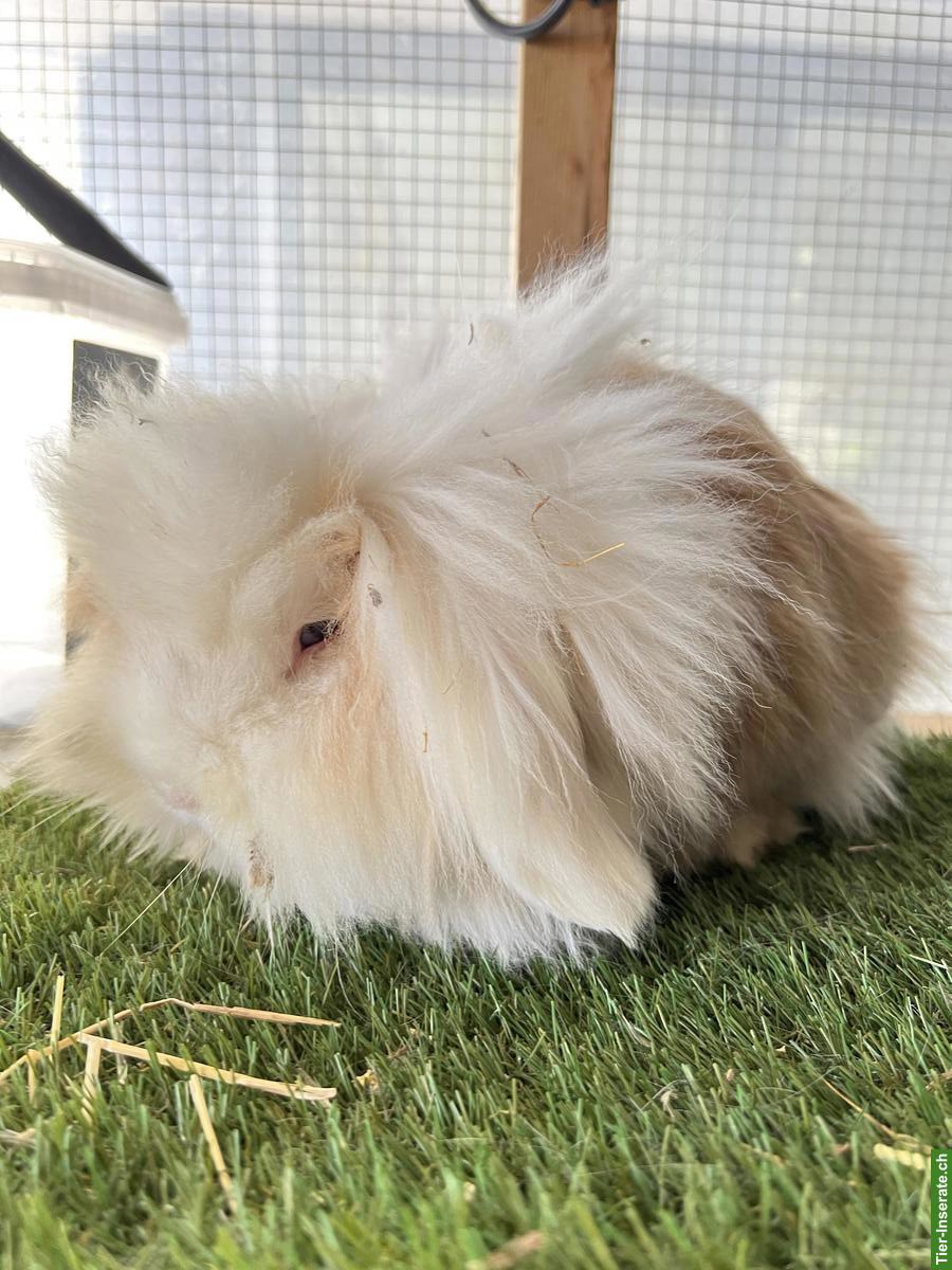 Bild 8: Zwergkaninchen: Löwenkopf, Minilop, Farbenzwerg, Widder
